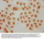 2-hydroxyisobutyryl-HIST1H4A (K91) Antibody