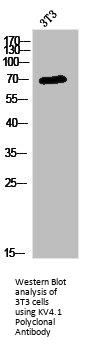 KCND1 Antibody