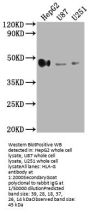 HLA-G Antibody