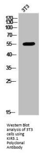 KCNJ3 Antibody
