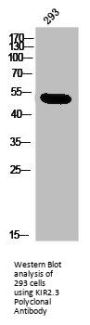 KCNJ4 Antibody