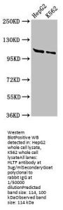 HLTF Antibody