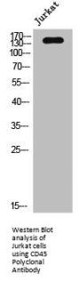 PTPRC Antibody