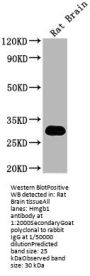 Hmgb1 Antibody