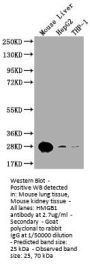 HMGB1 Antibody