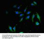 HMGB1 Antibody