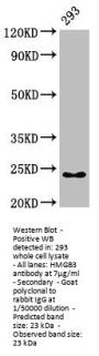 HMGB3 Antibody