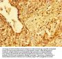HMGB3 Antibody
