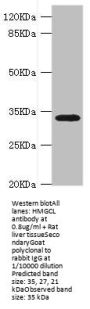 HMGCL Antibody
