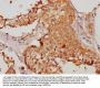 HMGCL Antibody