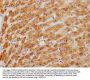 HMGCL Antibody