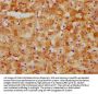 HMGCS1 Antibody