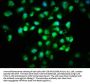 HMGCS1 Antibody