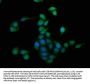 HMOX2 Antibody