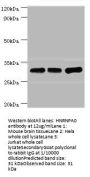 HNRNPA0 Antibody