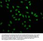 HNRNPA1 Antibody
