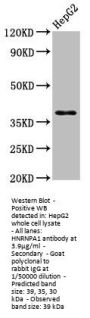 HNRNPA1 Antibody