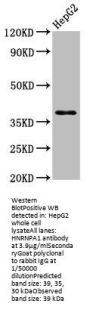 HNRNPA1 Antibody