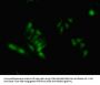 HNRNPA2B1 Antibody