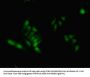 HNRNPA2B1 Antibody
