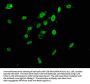 HNRNPAB Antibody