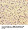 HNRNPF Antibody