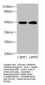 HNRNPH1 Antibody