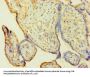 HNRNPH1 Antibody