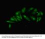 HNRNPL Antibody