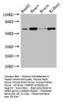 HNRNPL Antibody