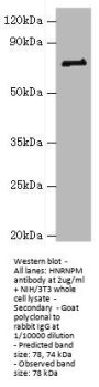 HNRNPM Antibody