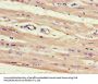HNRNPLL Antibody