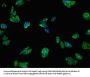HNRNPLL Antibody
