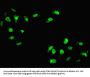 HOXC11 Antibody