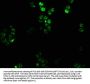 HOXC6 Antibody