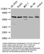 HRG Antibody