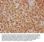 HRG Antibody