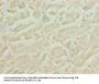 HS3ST1 Antibody