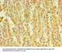 Rabbit anti-human Corticosteroid 11-beta-dehydrogenase isozyme 1 polyclonal Antibody