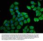 HSD17B1 Antibody