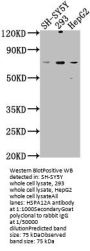 HSPA12A Antibody
