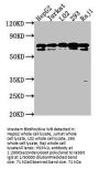 HSPA1L Antibody