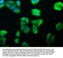 HSPA1L Antibody