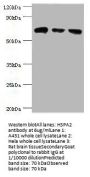 HSPA2 Antibody