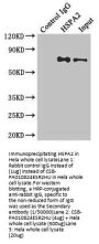 HSPA2 Antibody