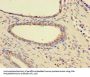 HSPA9 Antibody