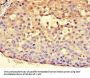 HSPA9 Antibody