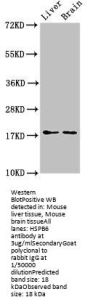 HSPB6 Antibody