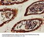 HTR1A Antibody