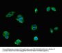 HTR1A Antibody